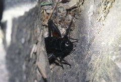 Gryllus saxatilis