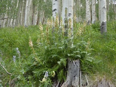 Pedicularis procera