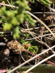 Ceanothus hearstiorum