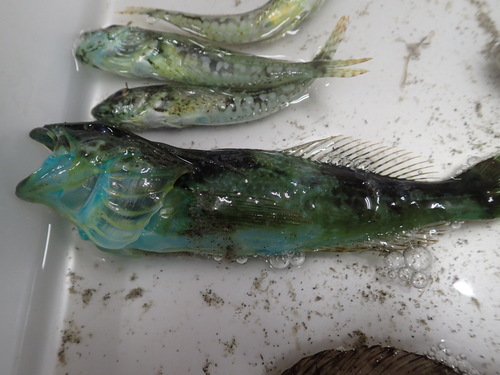 Sunrise sculpin (Pseudoblennius percoides) — Cottidae — 2