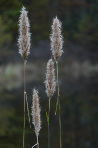 Image of Erianthus giganteus by (c) Brandon Johnson, some rights reserved (CC BY)