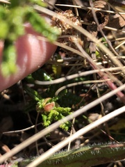 Ceanothus hearstiorum