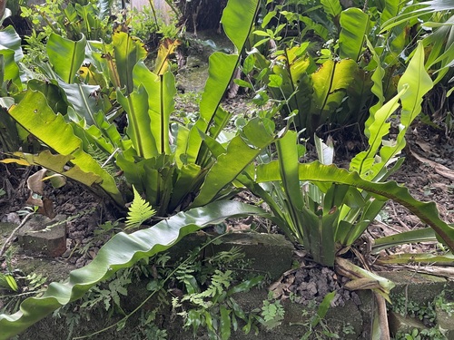 Asplenium setoi iNat (3)