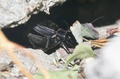 Gryllus saxatilis