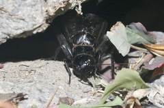 Gryllus saxatilis