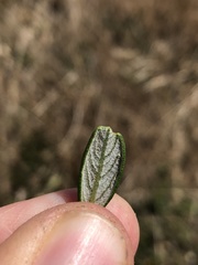 Ceanothus maritimus