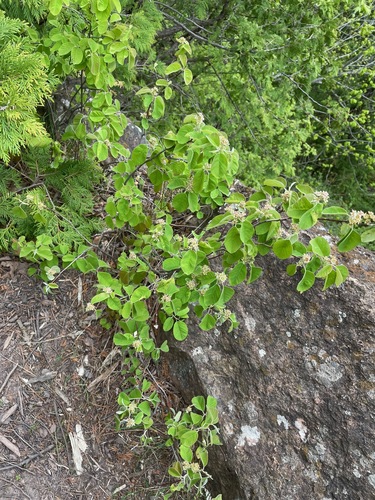 Low Serviceberry — photo 1