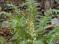 Pedicularis procera