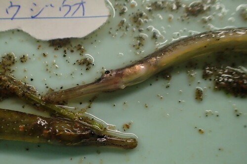 Pacific pipefish (Syngnathus schlegeli) — Syngnathidae — 3