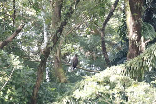 Philippine Serpent Eagle (Spilornis holospilus), photo 10
