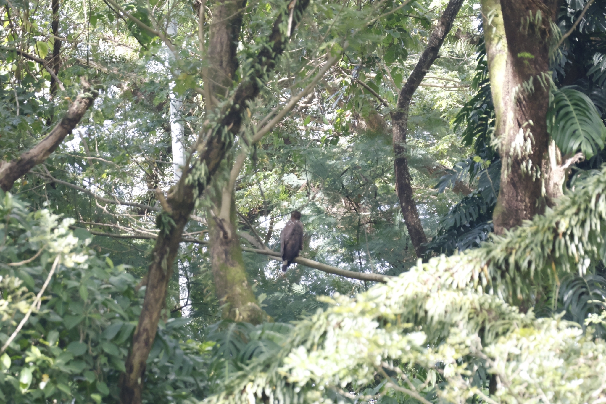 Philippine Serpent-Eagle illustration