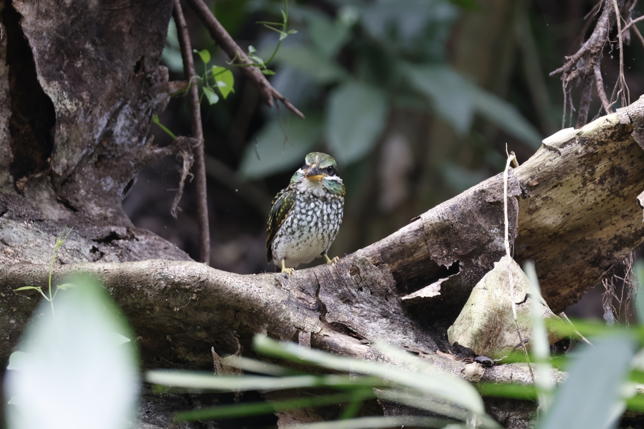 Spotted Wood Kingfisher (Actenoides lindsayi), photo 6