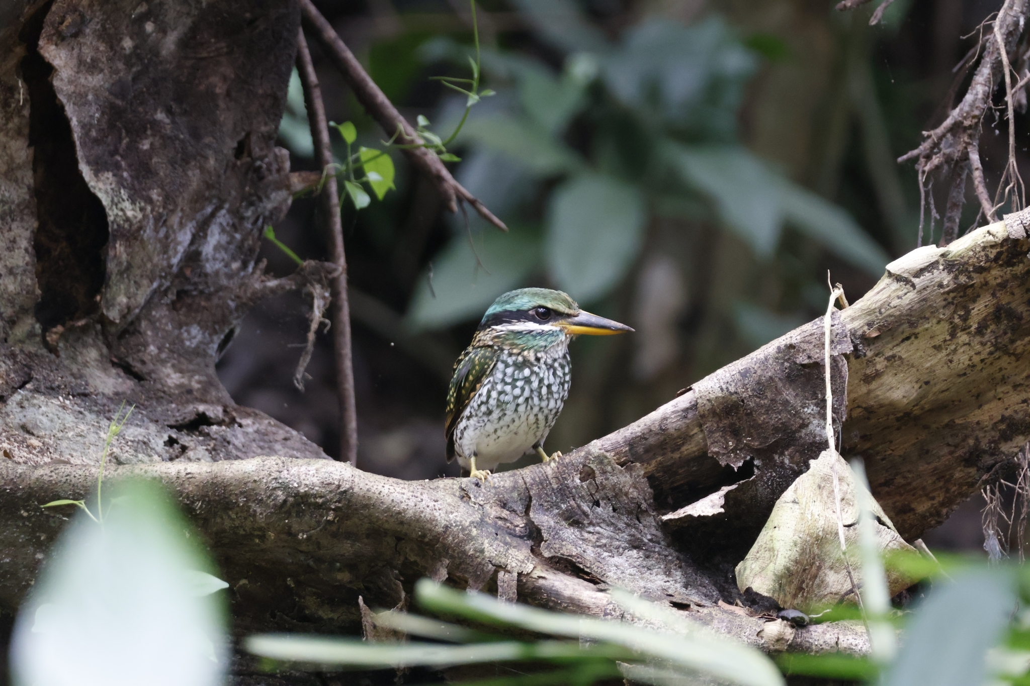 Spotted Wood Kingfisher (Actenoides lindsayi), photo 7