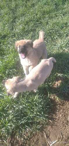 Domestic Dog