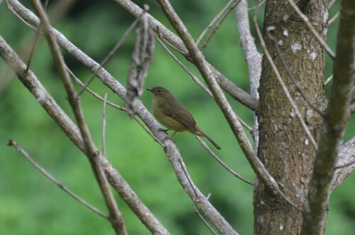 Little Greenbul