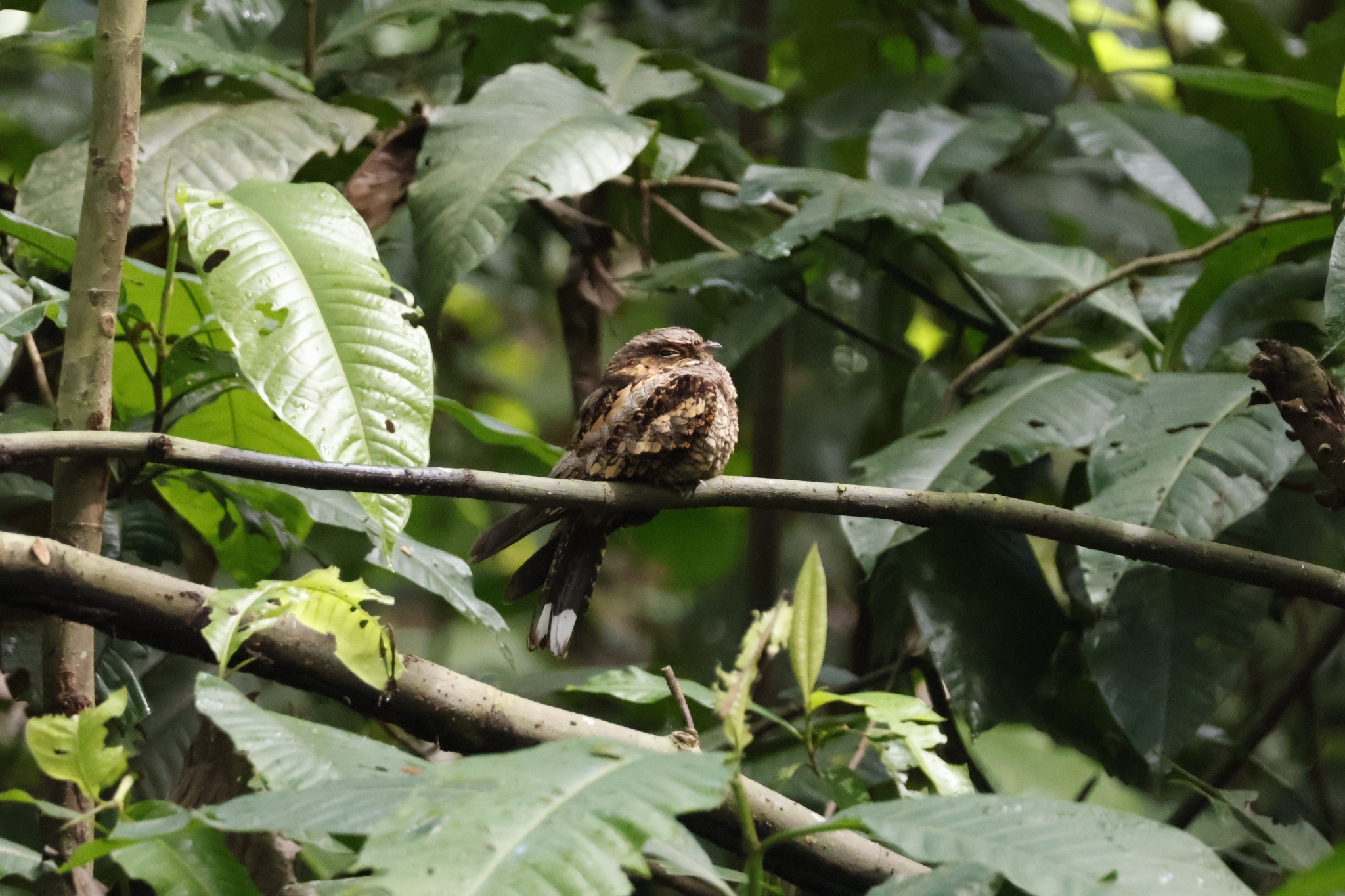 Philippine Nightjar (Caprimulgus manillensis), photo 5