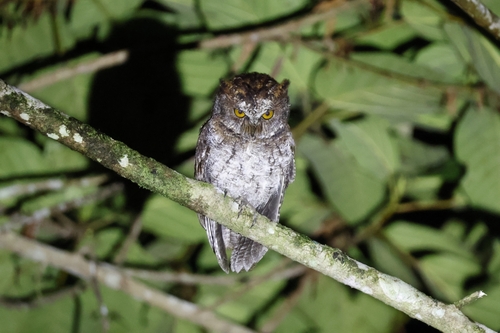 Luzon Scops Owl (Otus longicornis), photo 2