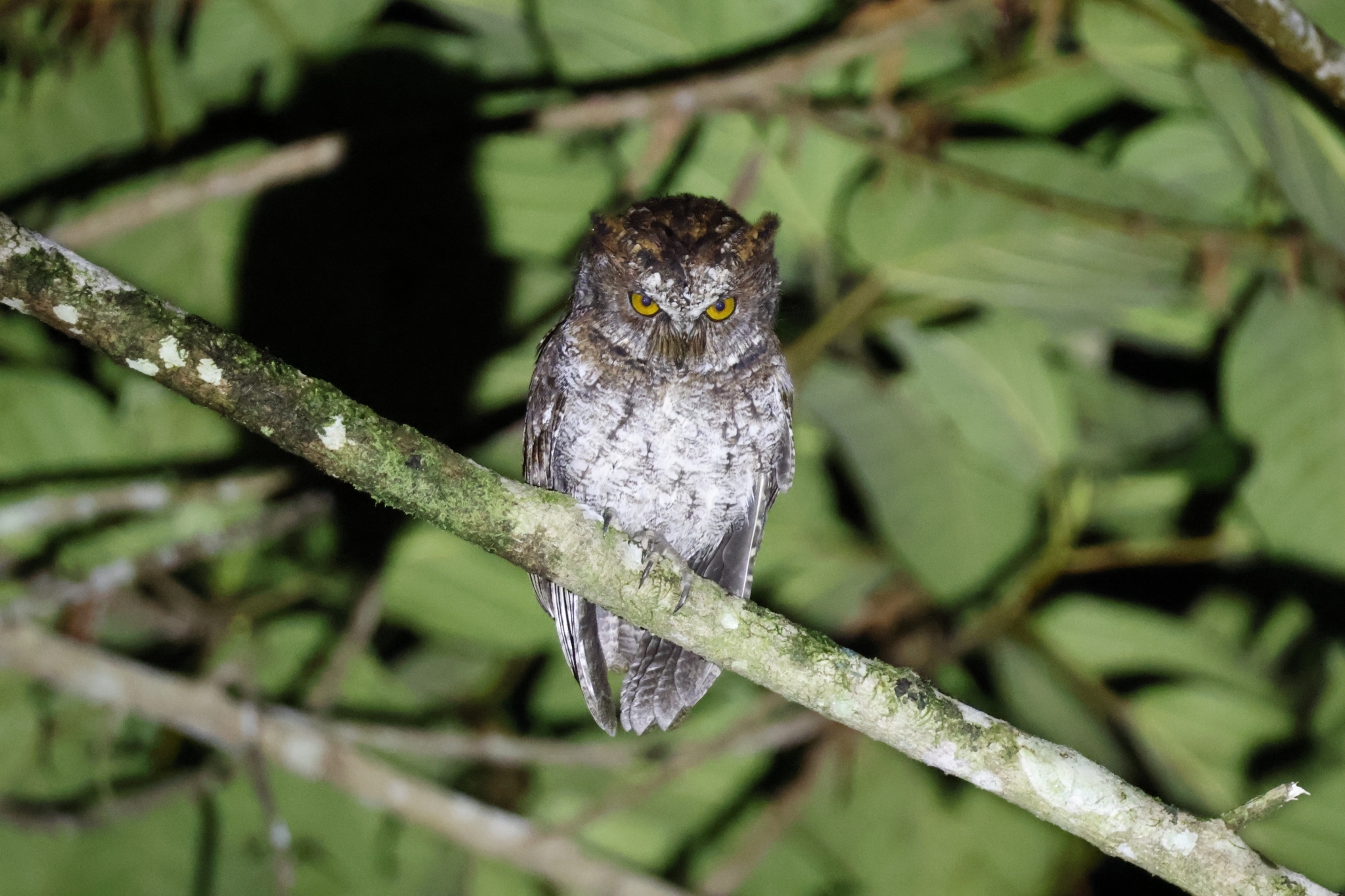 Luzon Scops Owl (Otus longicornis), photo 1