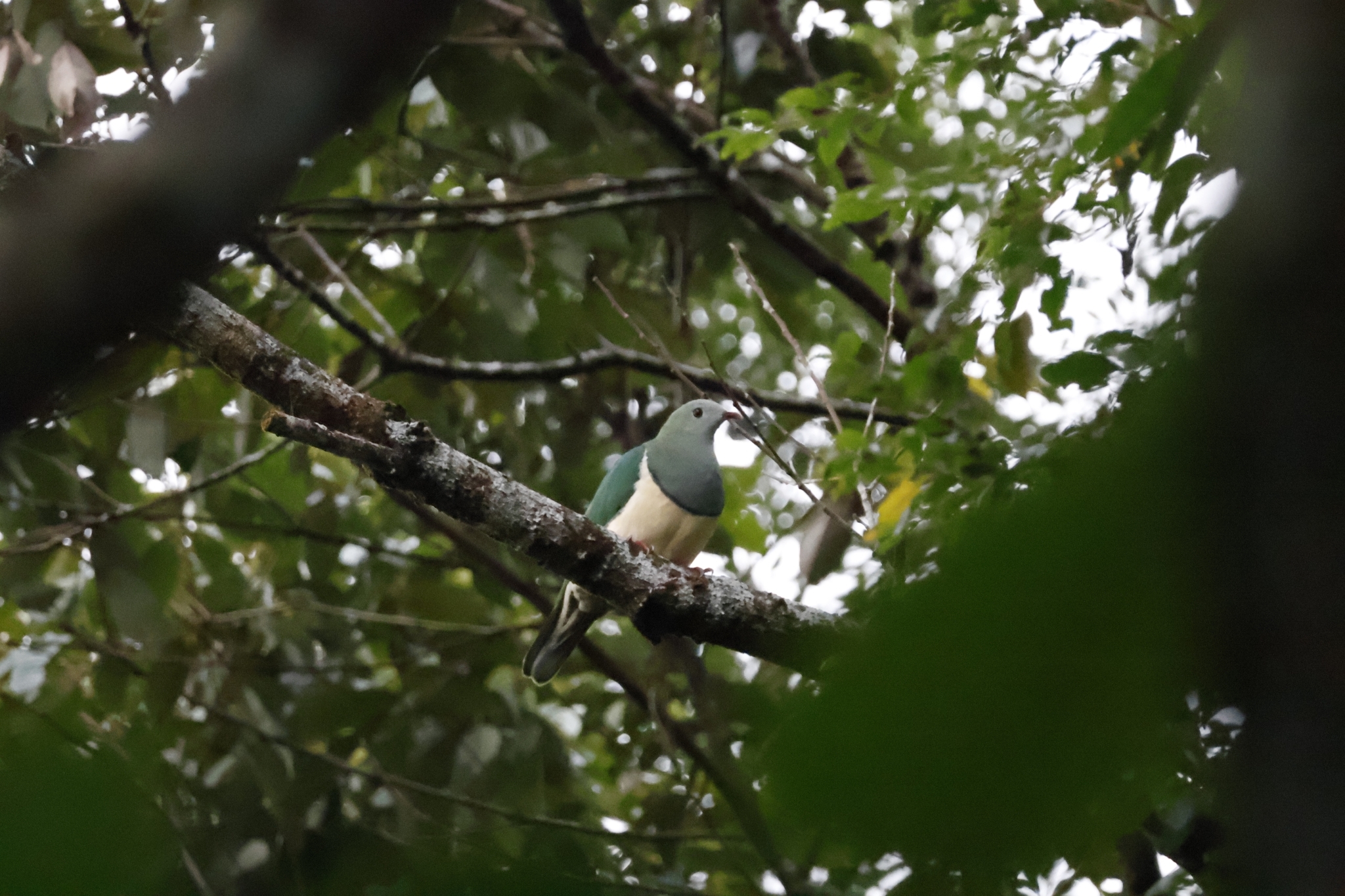 Cream-breasted Fruit-Dove illustration