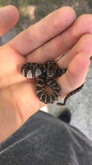 Nerodia sipedon insularum