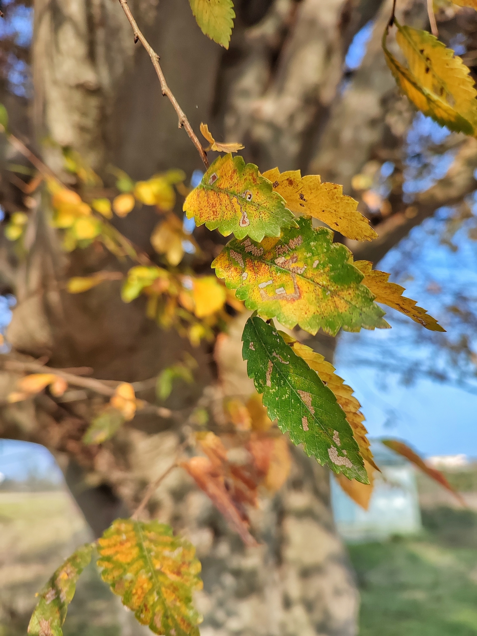 Caucasian Zelkova (Zelkova carpinifolia)