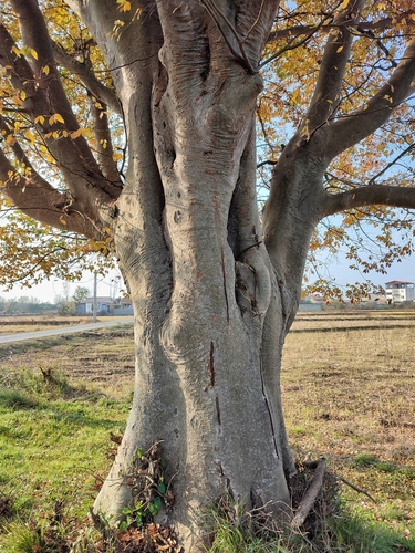 Image of Zelkova carpinifolia by (c) ㅤ‌, some rights reserved (CC BY)