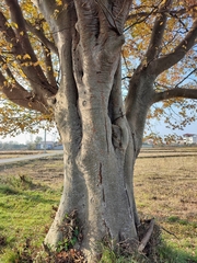 (c) Emad Tahaei, some rights reserved (CC BY) Zelkova carpinifolia, photograph (c) Emad Tahaei, some rights reserved (CC BY)