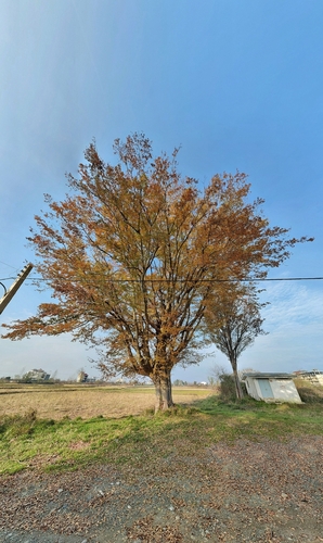 Zelkova carpinifolia, photograph 3