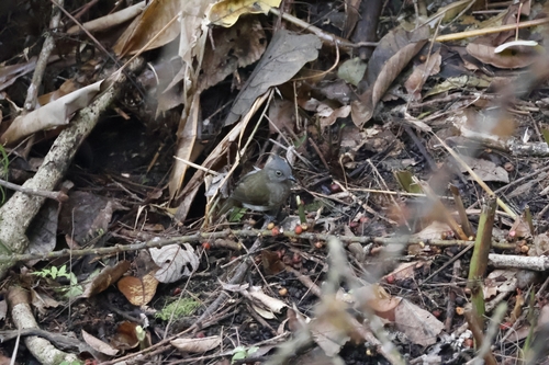 Yellow-wattled Bulbul (Microtarsus urostictus), photo 6