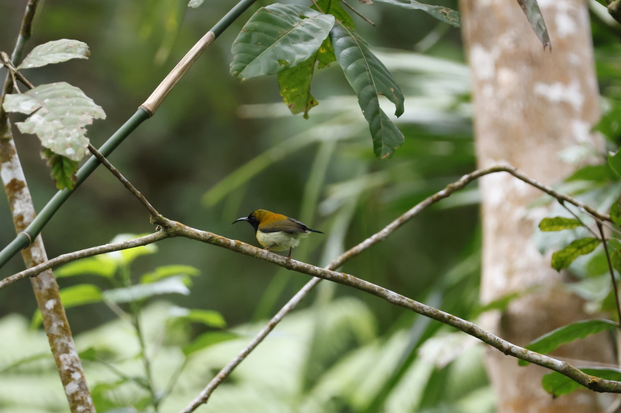 Flaming Sunbird (Aethopyga flagrans), photo 2