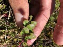 Arctostaphylos hookeri hearstiorum