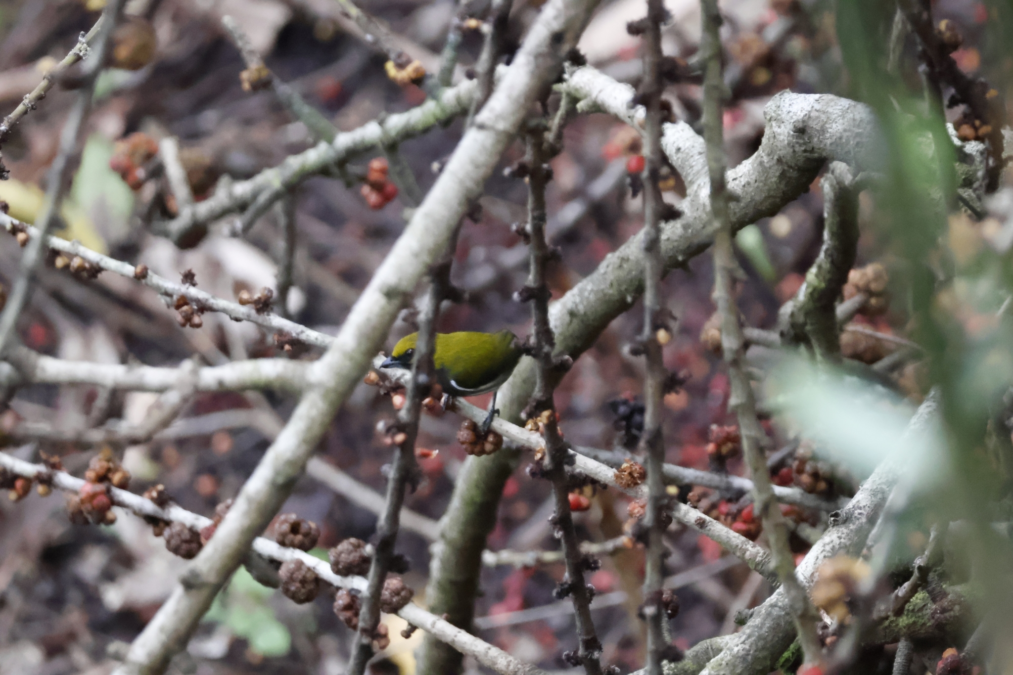 Olive-backed Flowerpecker illustration