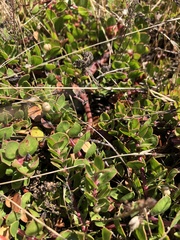 Arctostaphylos hookeri hearstiorum