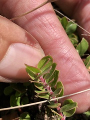 Arctostaphylos hookeri hearstiorum