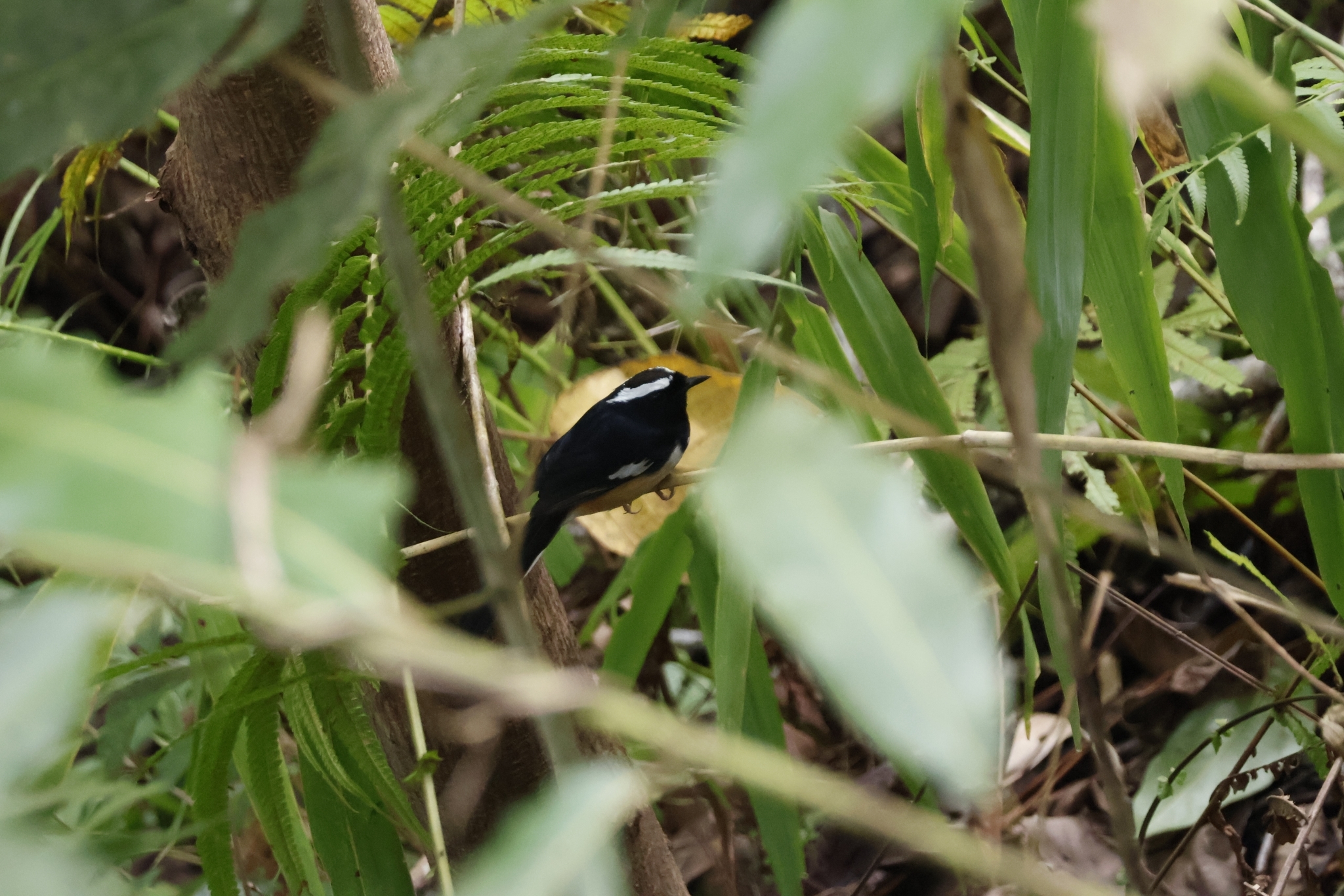 White-browed Shama (Copsychus luzoniensis), photo 3