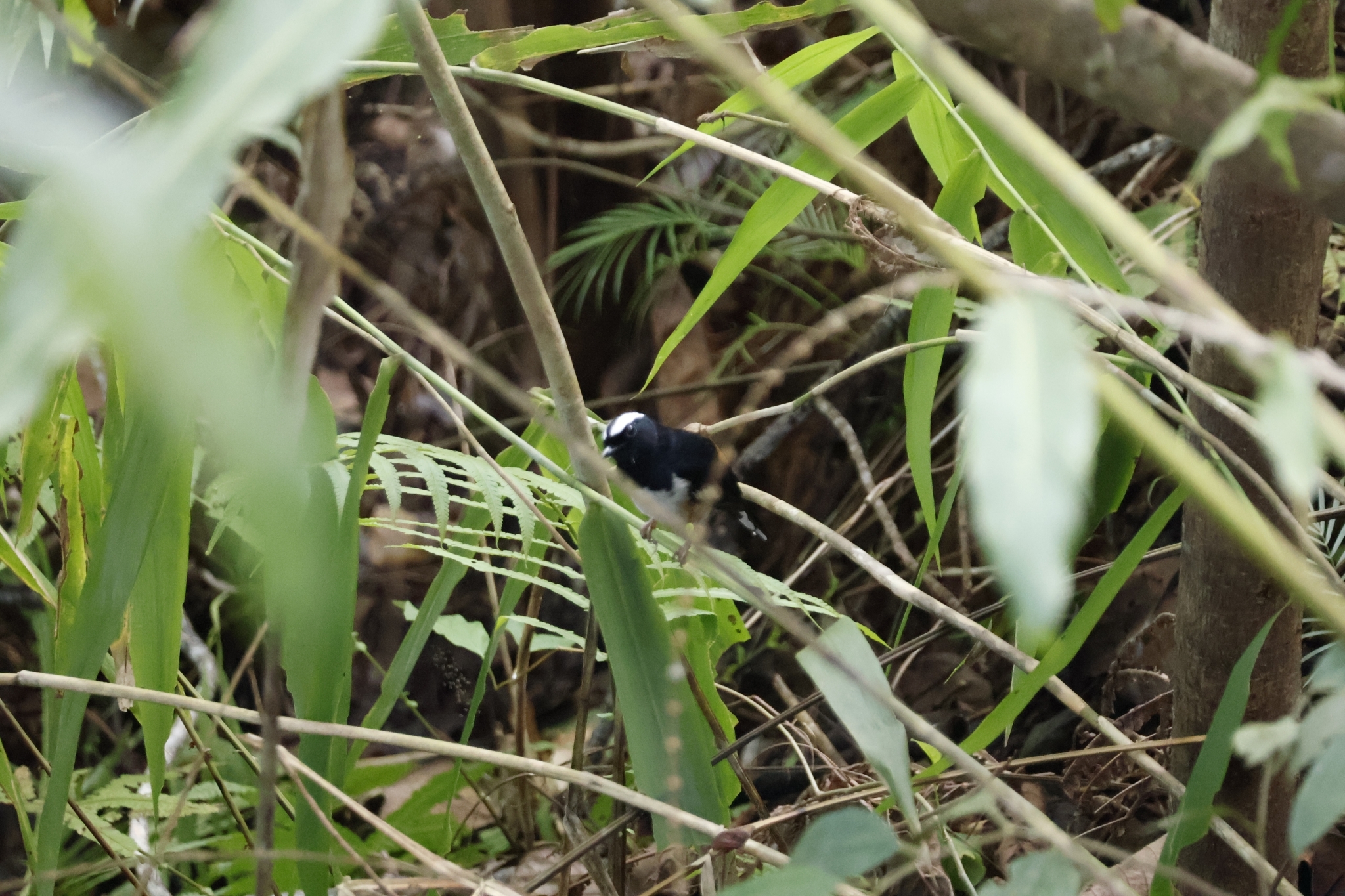White-browed Shama (Copsychus luzoniensis), photo 4