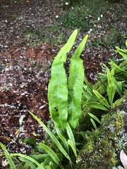 Lepisorus morrisonensis