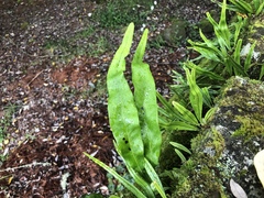 Lepisorus morrisonensis