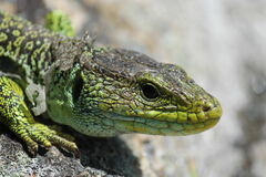 Ocellated Lizard photo 5