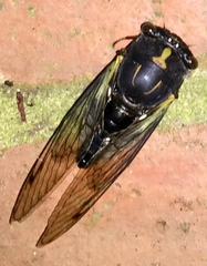 Neotibicen lyricen engelhardti