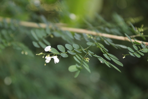Image of Indigofera sylvicola by no rights reserved
