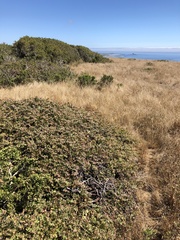 Arctostaphylos cruzensis