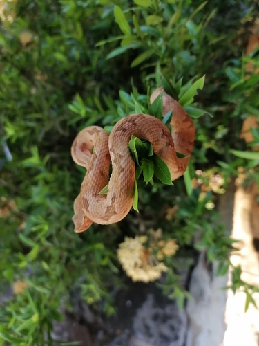 Dunn's Hognose Viper