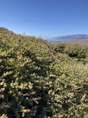 Arctostaphylos cruzensis