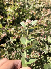 Arctostaphylos cruzensis