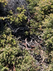 Arctostaphylos cruzensis