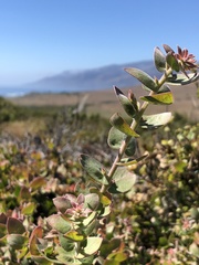 Arctostaphylos cruzensis