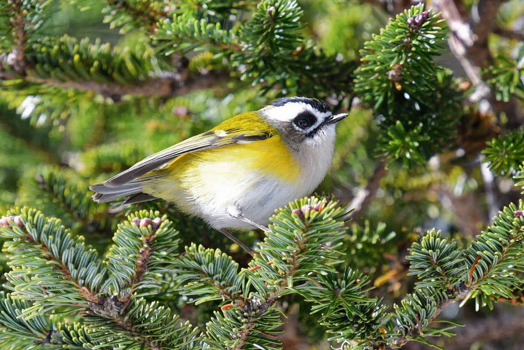 Flamecrest (Regulus goodfellowi) photo