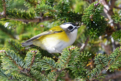Flamecrest photo 1