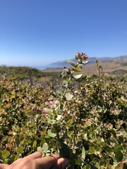 Arctostaphylos cruzensis